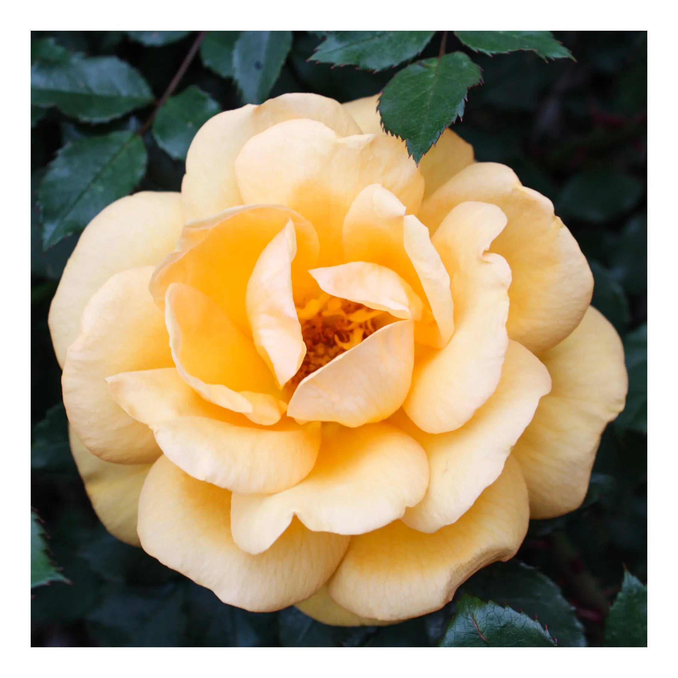 8x8 Fine Art Prints Grit Mercantile