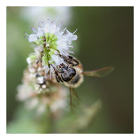 8x8 Fine Art Prints Grit Mercantile