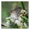 8x8 Fine Art Prints Grit Mercantile