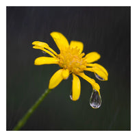 8x8 Fine Art Prints Grit Mercantile