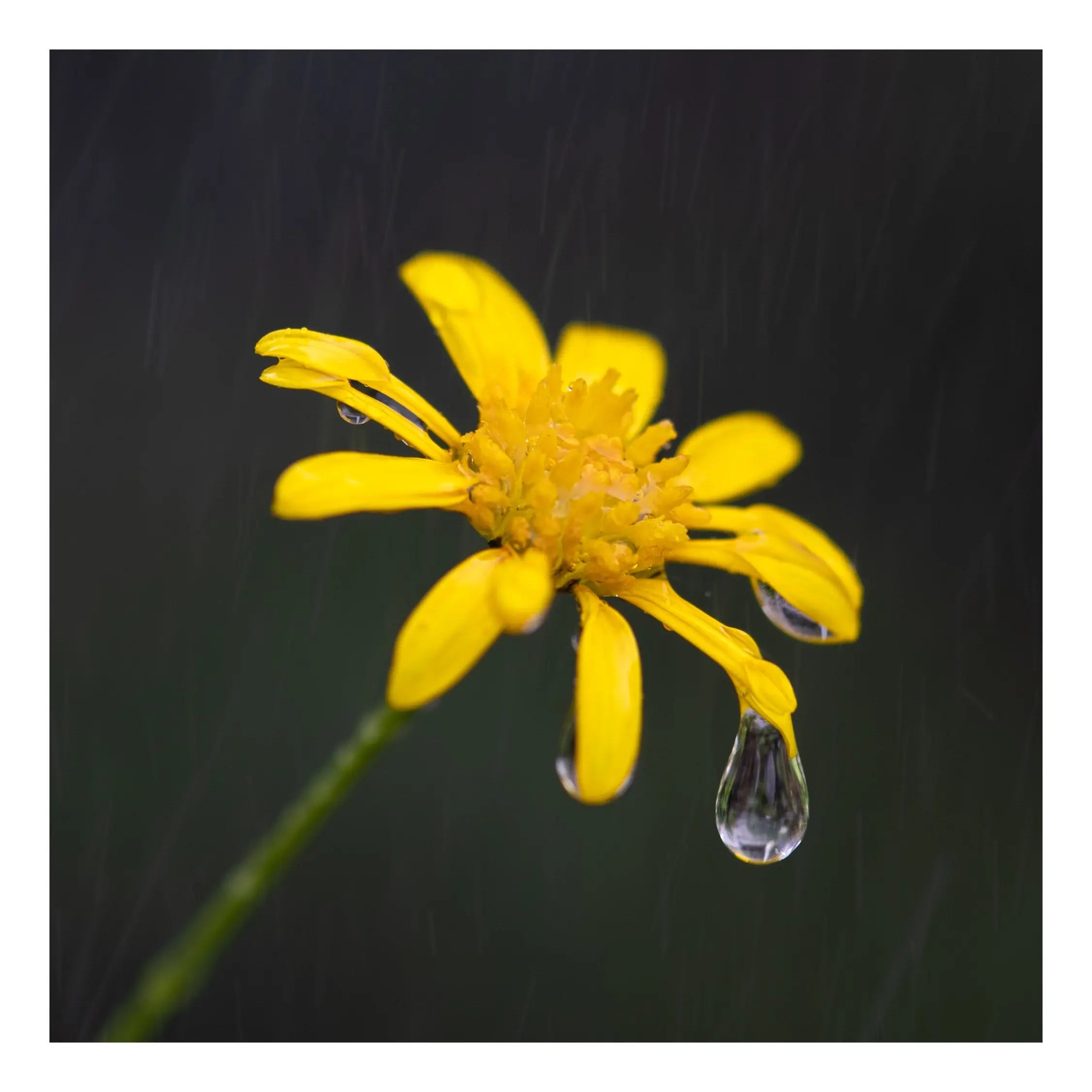 8x8 Fine Art Prints Grit Mercantile