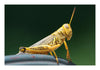 Postcards - 4x6 Grit Mercantile